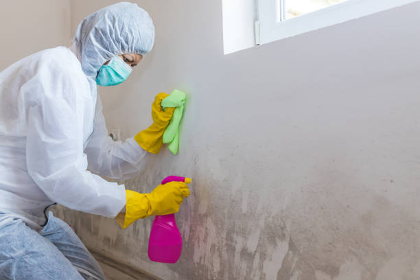 Best Water Damage & Mold Remediation  in Ligonier, IN